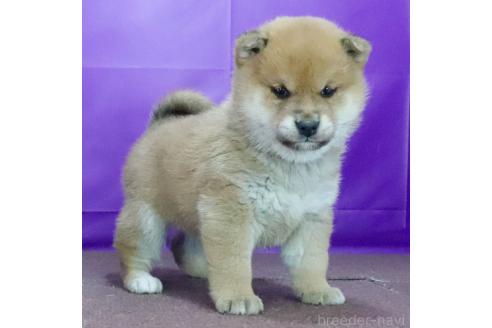 成約済の愛知県の柴犬-369666の3枚目